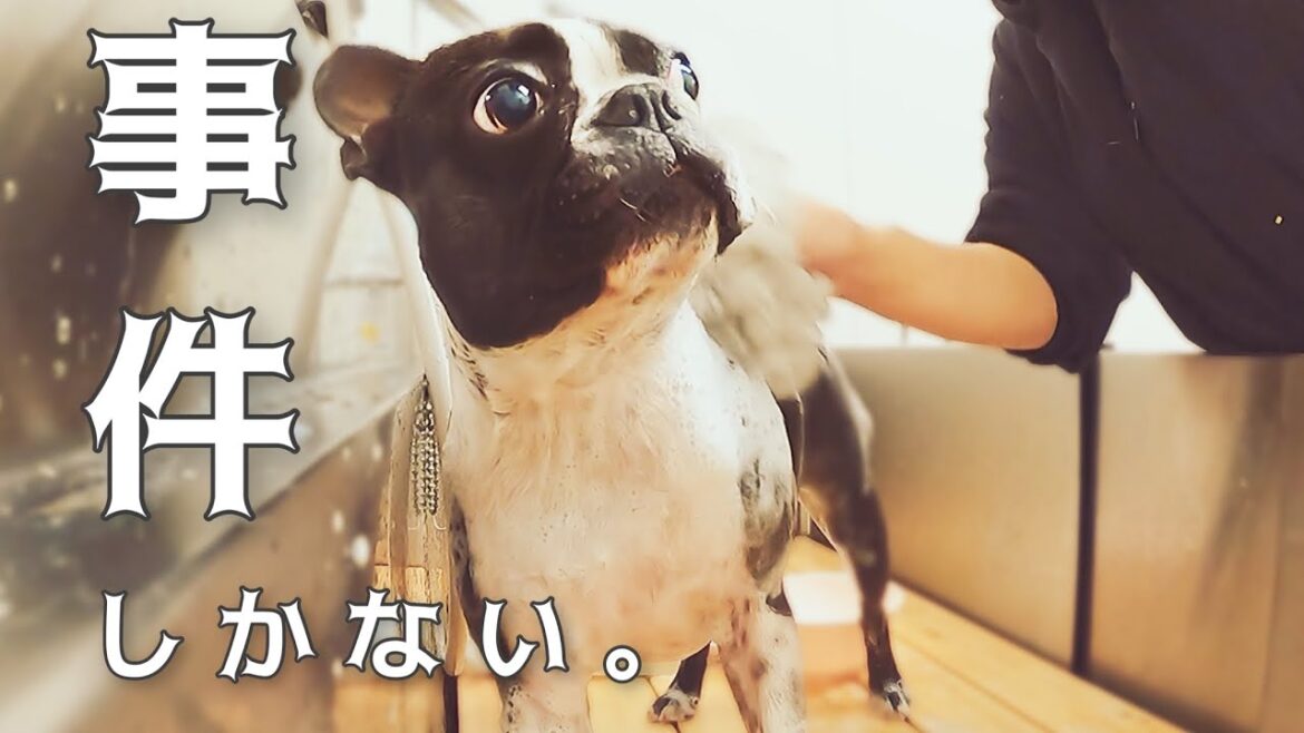 ボステリとセルフウォッシュしたらパプニングの連続でした…ボストンテリアきいろさん