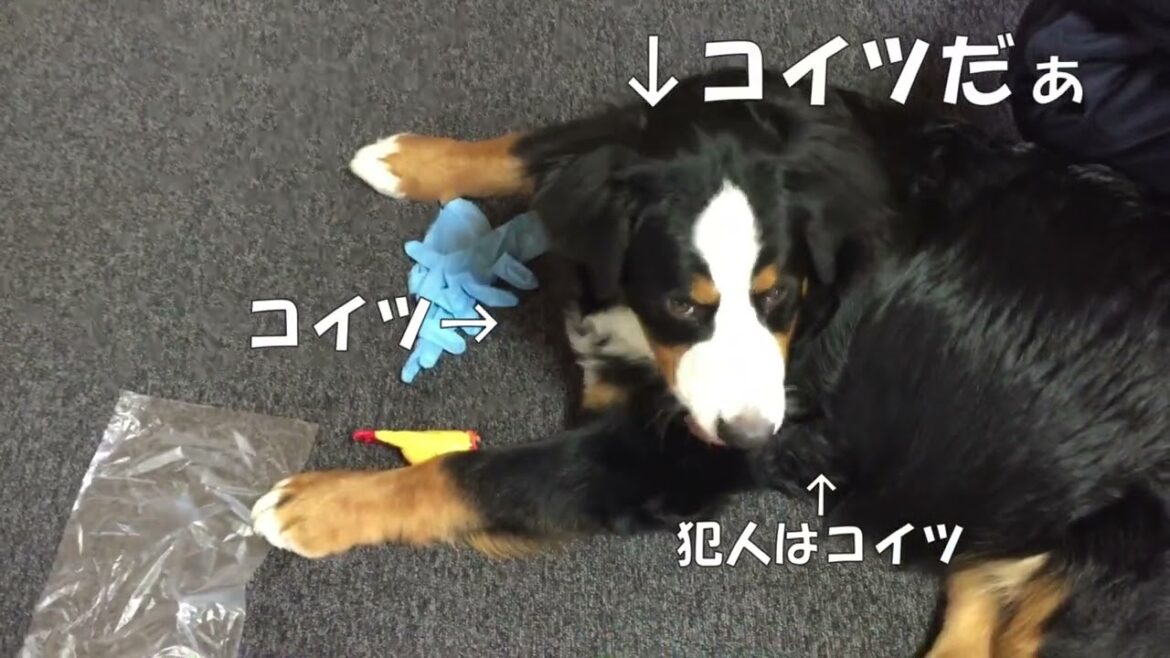 vol.85  チビバニルークの悪戯再発！油断禁物です/バーニーズマウンテンドッグ