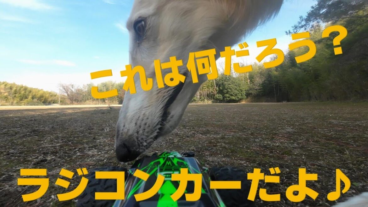 ラジコンカーで撮影される ボルゾイ🐕💨🎵Borzoi being photographed by radio-controlled car