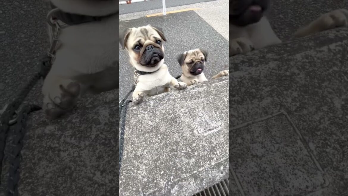 [パグ]ひょっこり👀 ﾐｰｱｷｬｯﾄみたい (looks like a meerkat) #shorts