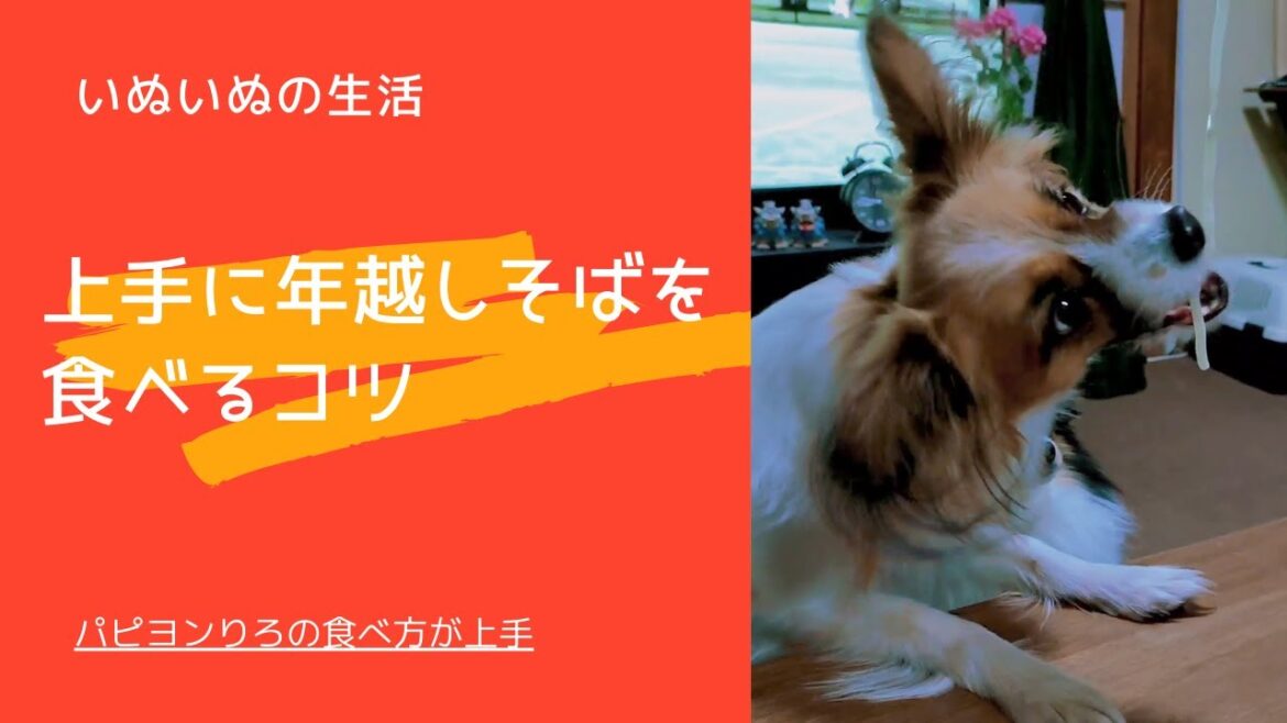 上手に年越しそばを食べる犬たち#パピヨン#ミニシェルティ#今年ものこりわずか#笑って年越し