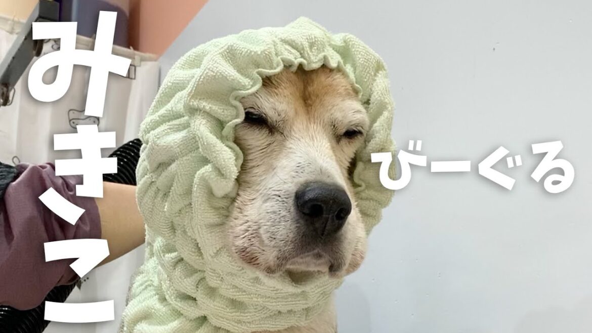 ほっかむりミキコ＊保護犬ビーグルミキコ＊Mikiko The Beagle＊