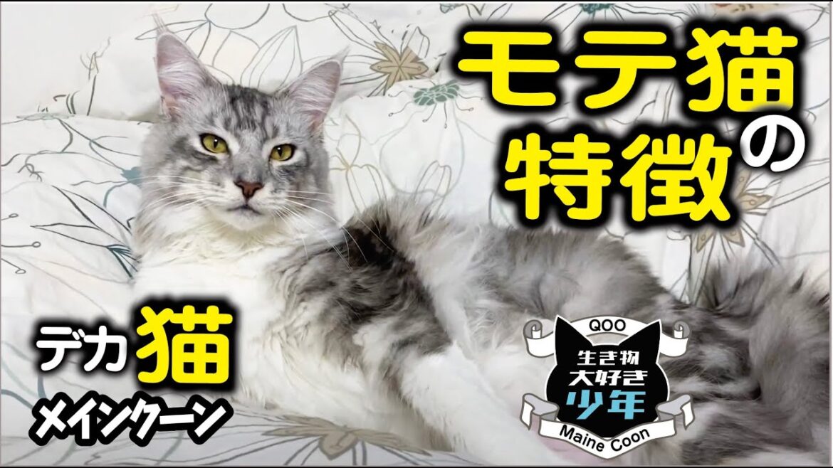 【メインクーン】モテる猫とモテない猫の違いは○○にあった!意外な猫の恋愛事情♡ 【メインクーン】モテる猫とモテない猫の違いは○○にあった!意外な猫の恋愛事情♡