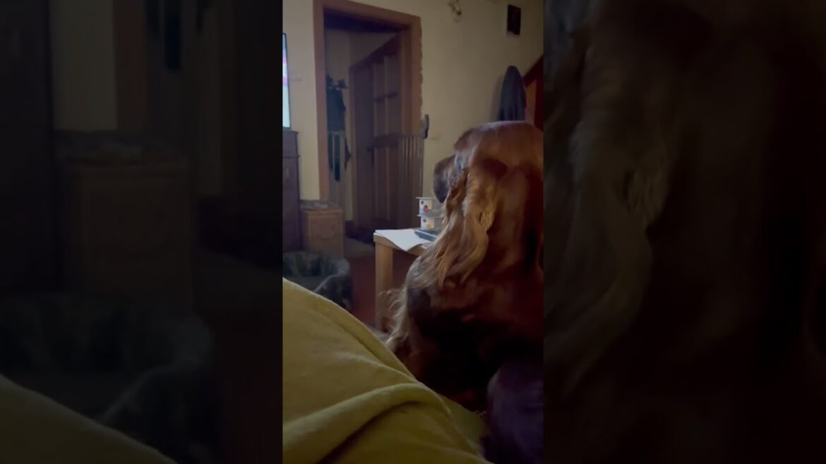 Irish Setter watching Crufts live streaming #crufts #irishsetter #dogwatchingtv #dogshorts