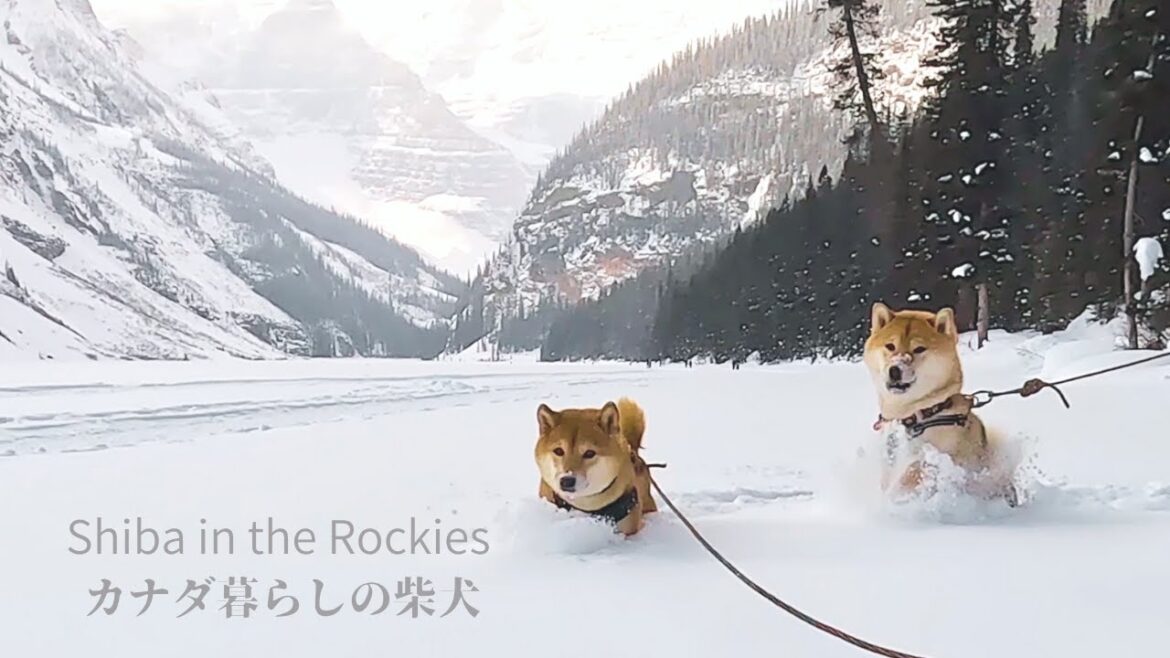 人気の観光地レイクルイーズを柴犬たちと散歩する休日【4K】カナダ海外生活