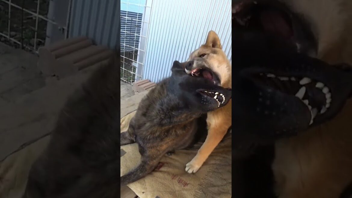 【甲斐犬】ガロと【四国犬】ゴン #甲斐犬 #猟犬 #四国犬#松ごり#日本犬物語