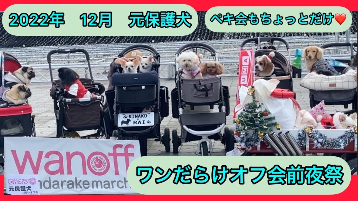【ワンだらけ前夜祭】元保護犬andペキニーズオフ会|2022年12月#dog #peki #いぬすたぐらむ #保護犬 #犬のいる暮らし