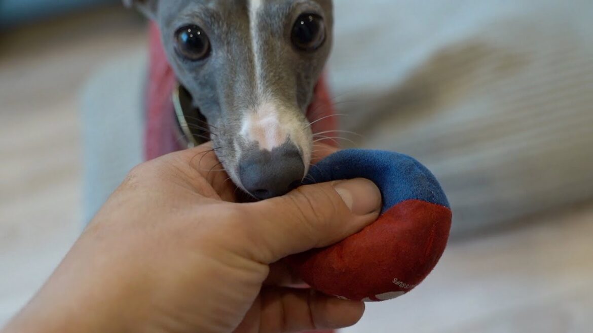 遊べと主張してくるくせに、、、、ツンデレな犬【イタリアングレーハウンド】 遊べと主張してくるくせに、、、、ツンデレな犬【イタリアングレーハウンド】