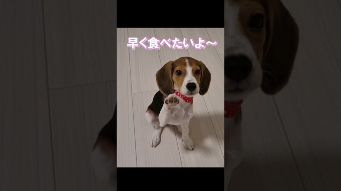 ごはんが欲しいビーグルの子犬
