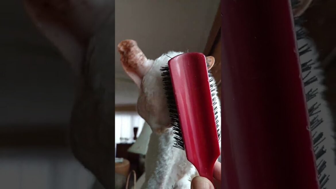 Brushing Babymoon’s face (13yr old cornish rex) ๐ธ๐ Brushing Babymoon's face (13yr old cornish rex) ๐ธ๐