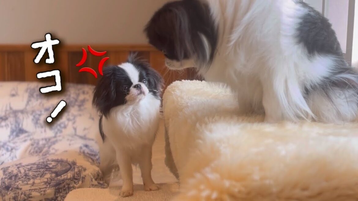 座ろうとした席を横取りされ文句言いたげな子犬。