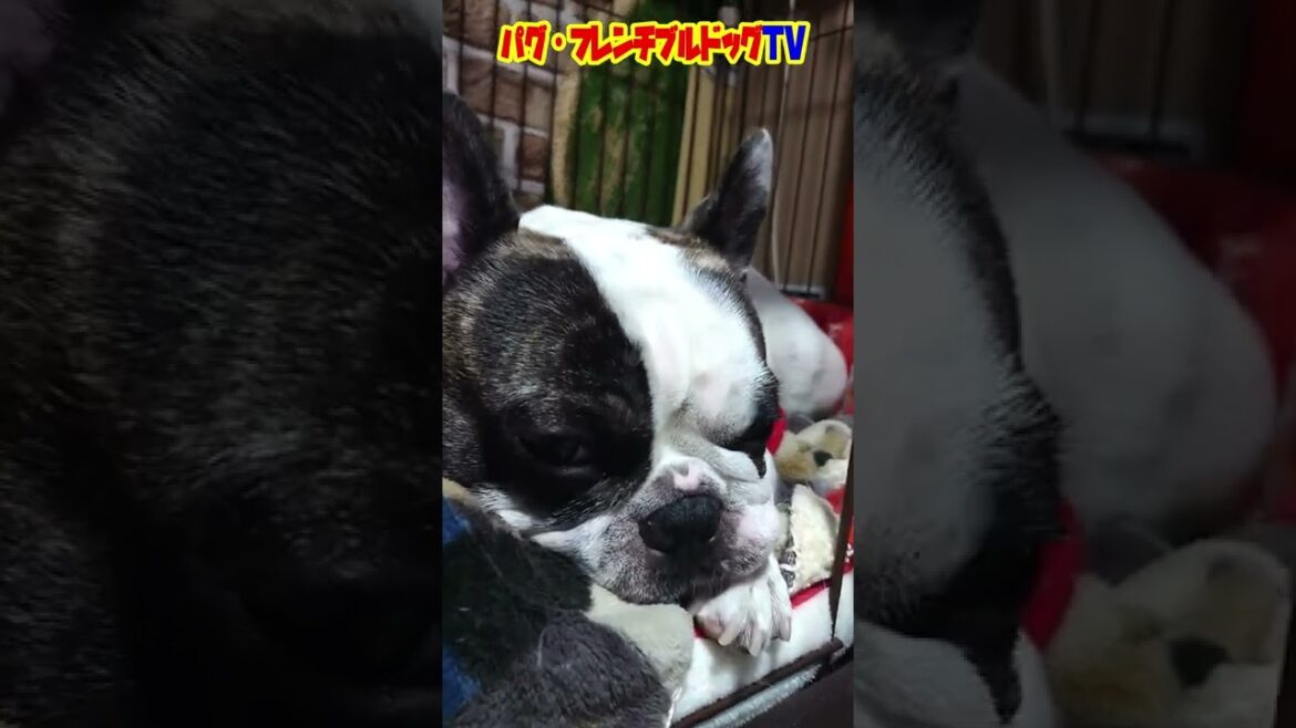 寝坊助なフレブル　起きて～！　フレンチブルドッグ『ぶーちゃん日記』