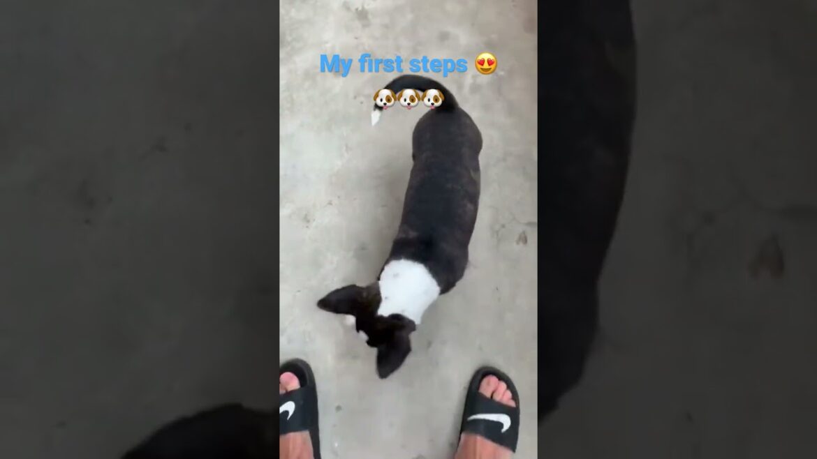 Funny dog bull terrier #bull terrier dog #bull terrier puppy Funny dog bull terrier #bull terrier dog #bull terrier puppy