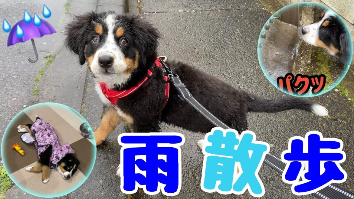 【雨散歩】初めて雨を体験した！バーニーズマウンテンドッグ【子犬】