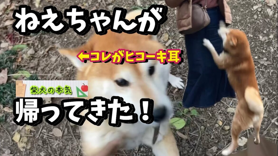 【柴犬】半年ぶりに家族に会えた柴犬。喜ぶ、甘える、そして家出しそうになる!?【茶虎猫】 【柴犬】半年ぶりに家族に会えた柴犬。喜ぶ、甘える、そして家出しそうになる!?【茶虎猫】