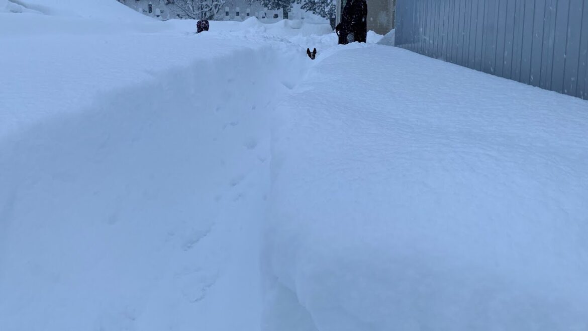 ミーアキャットなジャックラッセルなジャックラッセルな犬。