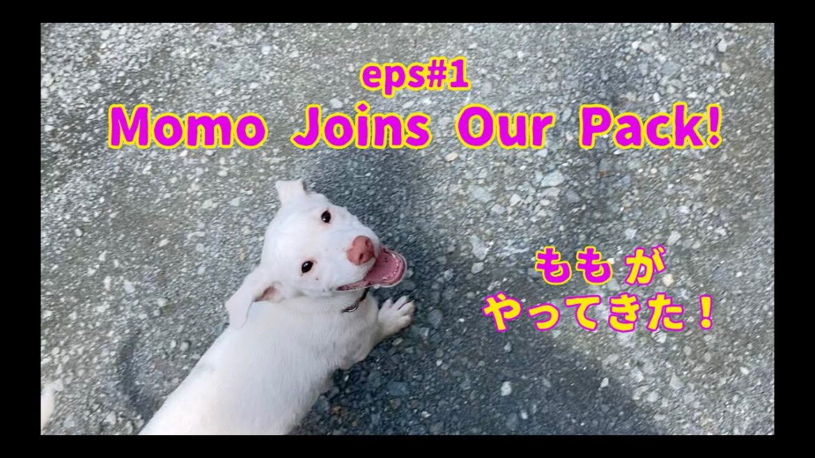 [#01] ももがやってきた！