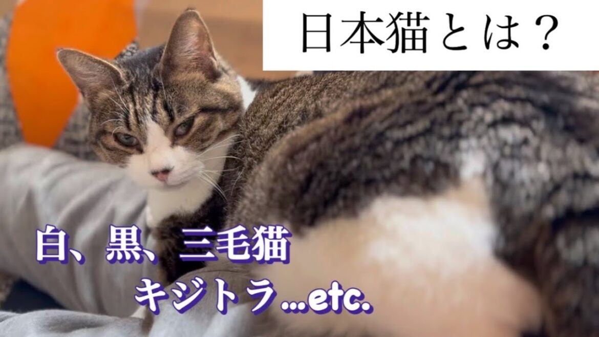 日本猫の種類や毛色についてお勉強✍️ / ナレーションはひ○ゆきさん声のAIです