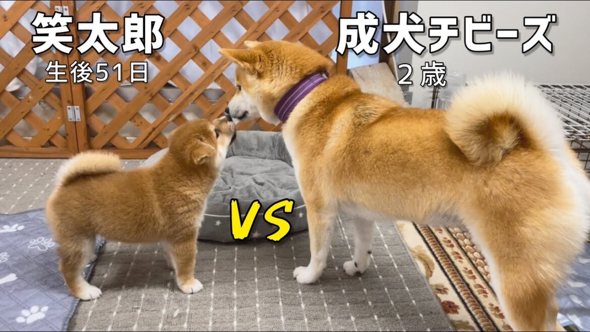 生後51日目の柴犬子犬に成犬２歳チビーズ４匹がド緊張で空回りw