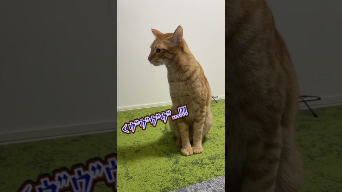お気に入りの場所を取られて怒る猫...。　#shorts