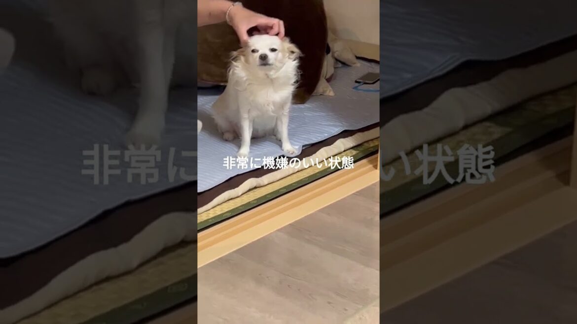 ロングコートチワワの日常　#shorts