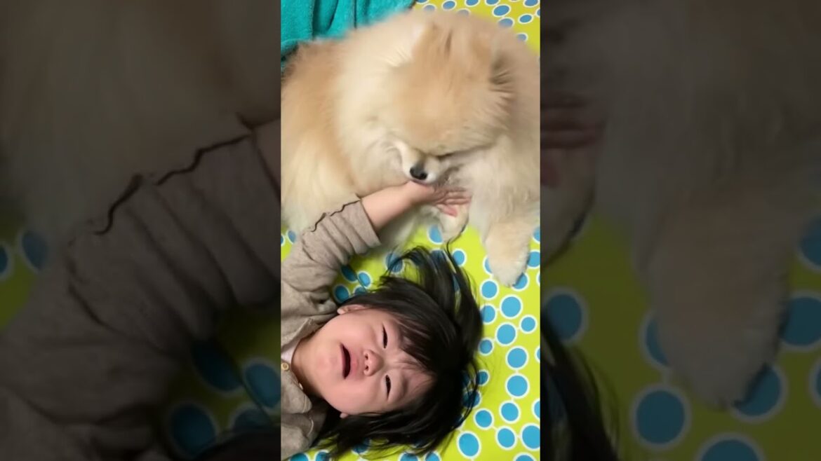 添い寝で妹にヒールを唱えるモチ。#pomeranian #ポメラニアン #犬 #dog #fluffy #shorts