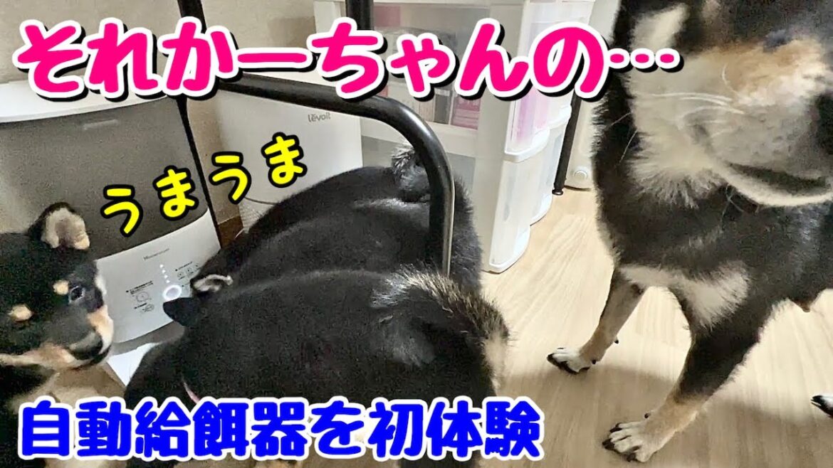 【柴犬 子犬】自動給餌器を初体験してみた【Homerunpetのスマートペットフィーダー】