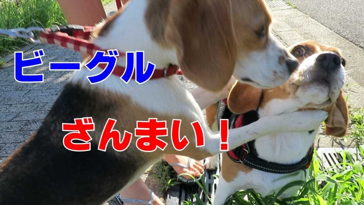 ビーグルざんまい  【おてんばビーグルふくちゃん】その197