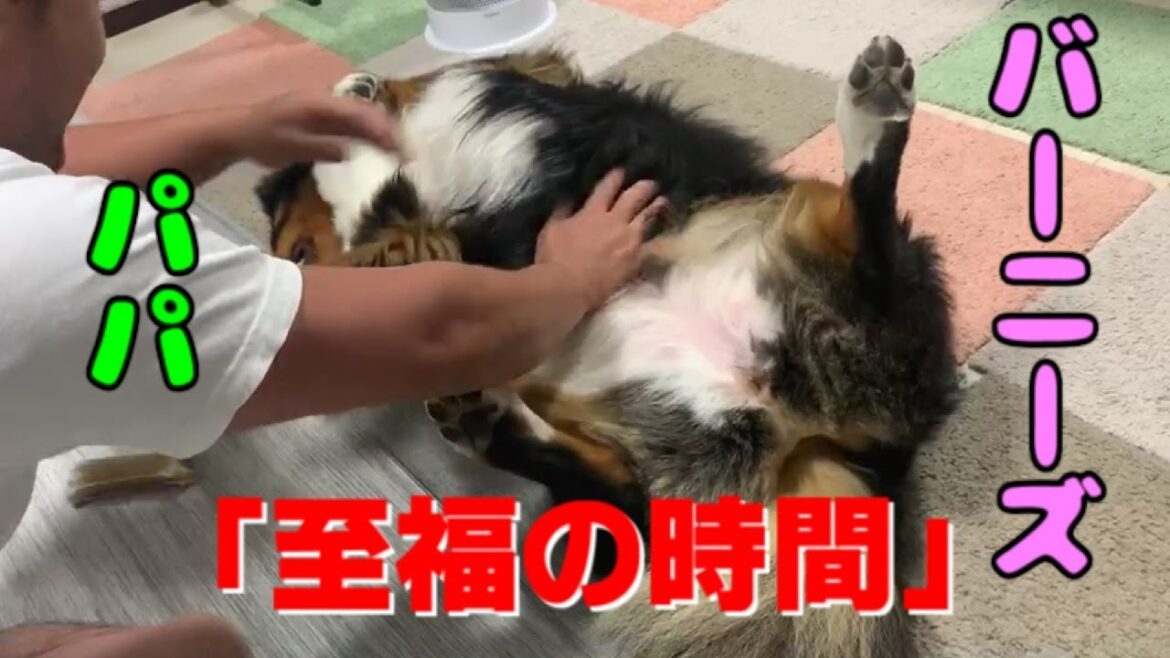 パパとバーニーズマウンテンドッグマリブのイチャイチャルーティーンを紹介します パパとバーニーズマウンテンドッグマリブのイチャイチャルーティーンを紹介します
