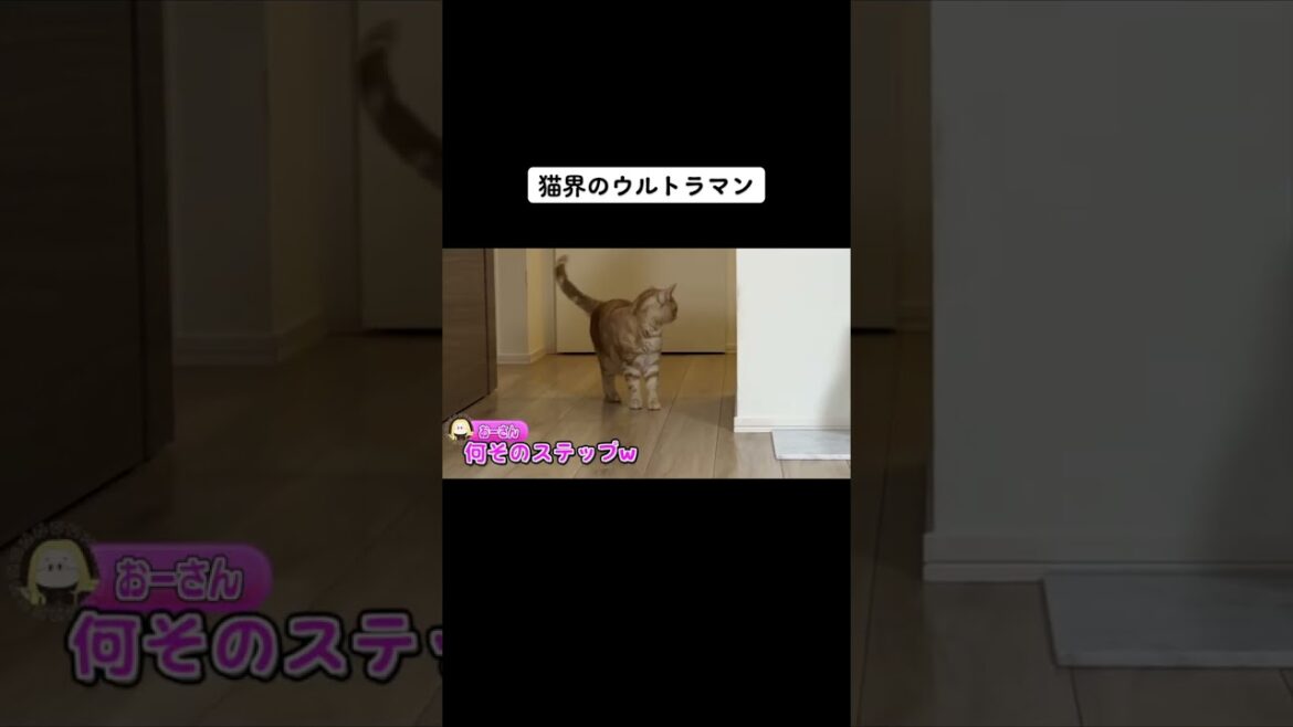 動き方の癖が凄い猫w　#shorts