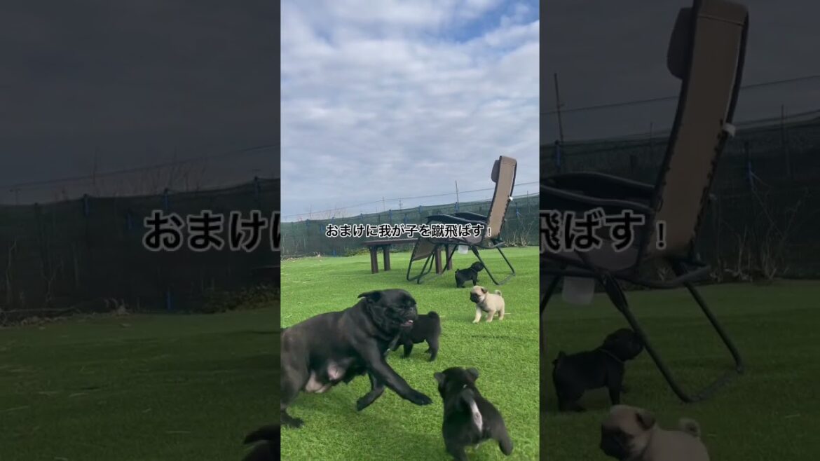 【パグ子犬】2人の行方Part２ #パグ子犬