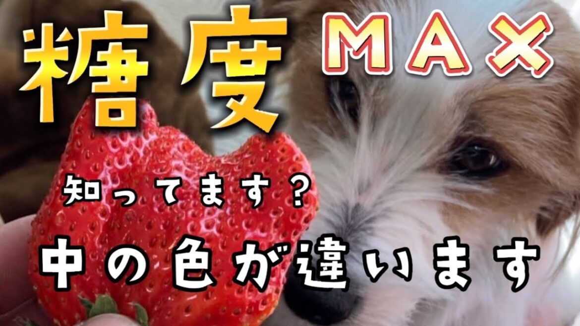 糖度ＭＡＸ苺‼︎中の色が変わります#ジャックラッセルテリア