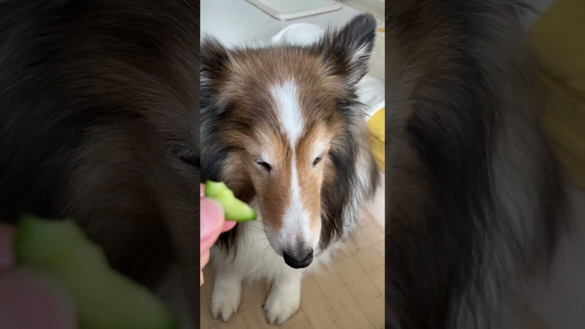 《シェルティ》 キュウリ食べるよ😋 【ASMR】