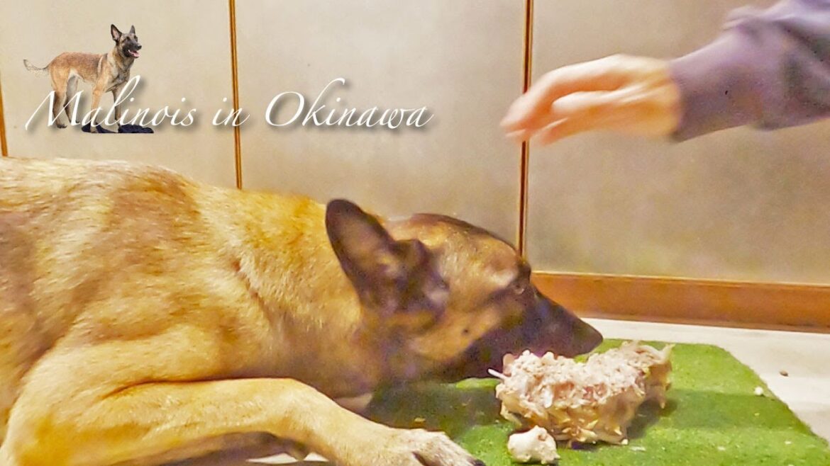 【凶暴化】寸前！餌を持ち去ろうとする大型犬を怖いけど【しつけ】る