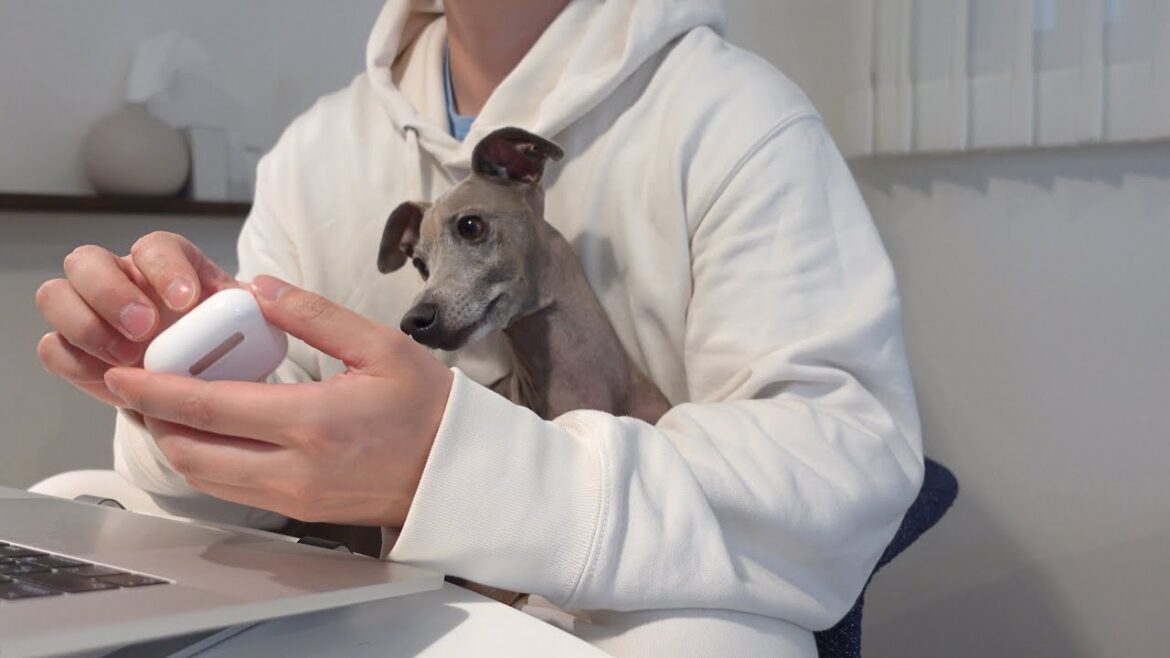 動画編集中のパパに甘えてくる愛犬が可愛すぎる【イタグレ】 動画編集中のパパに甘えてくる愛犬が可愛すぎる【イタグレ】