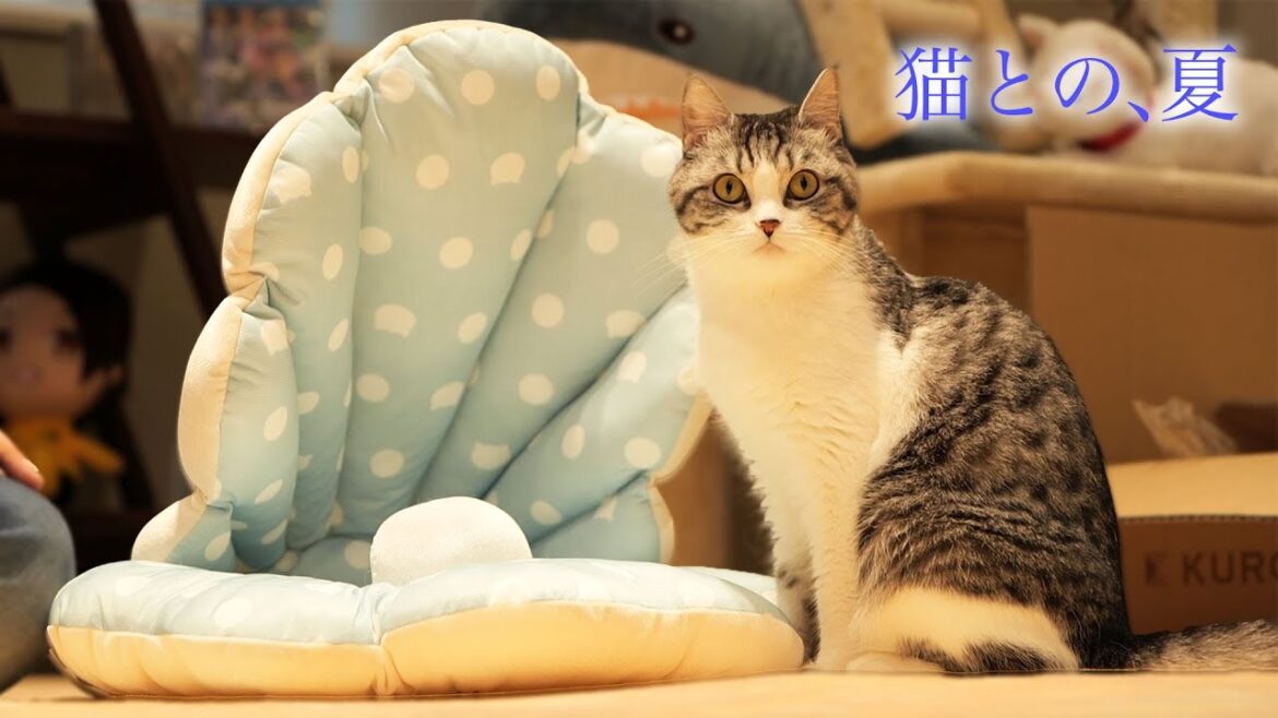 猫と一緒に過ごす夏の昼下がり【スコティッシュフォールド】 猫と一緒に過ごす夏の昼下がり【スコティッシュフォールド】