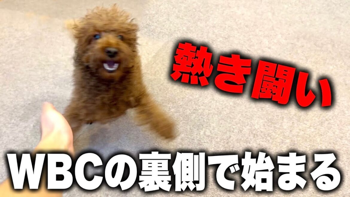 WBCの裏側でさらに熱い闘いを繰り広げるトイプードル