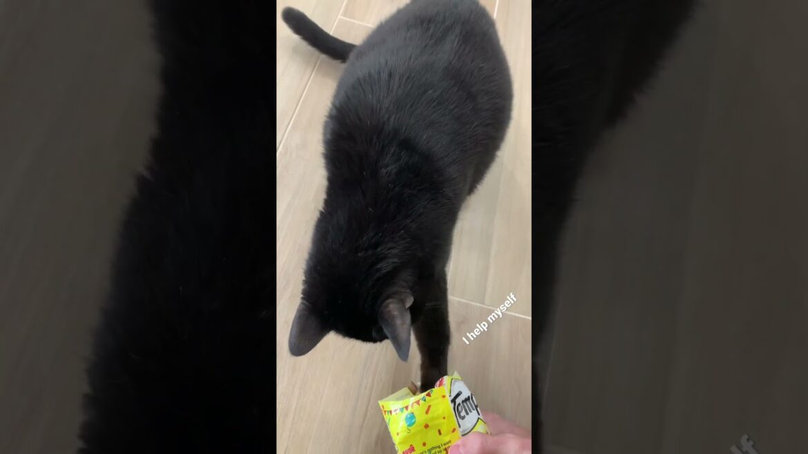 Treats please 😸