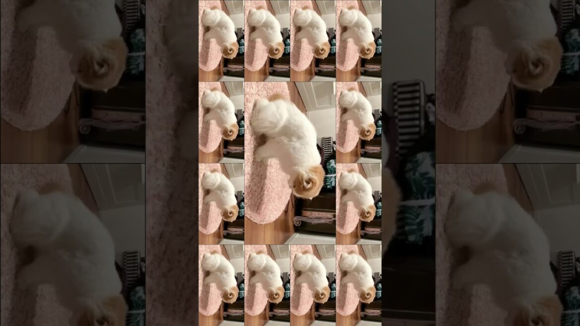 【閲覧注意】毛玉を吐き出す猫 #スコティッシュフォールド#vomit #hairball