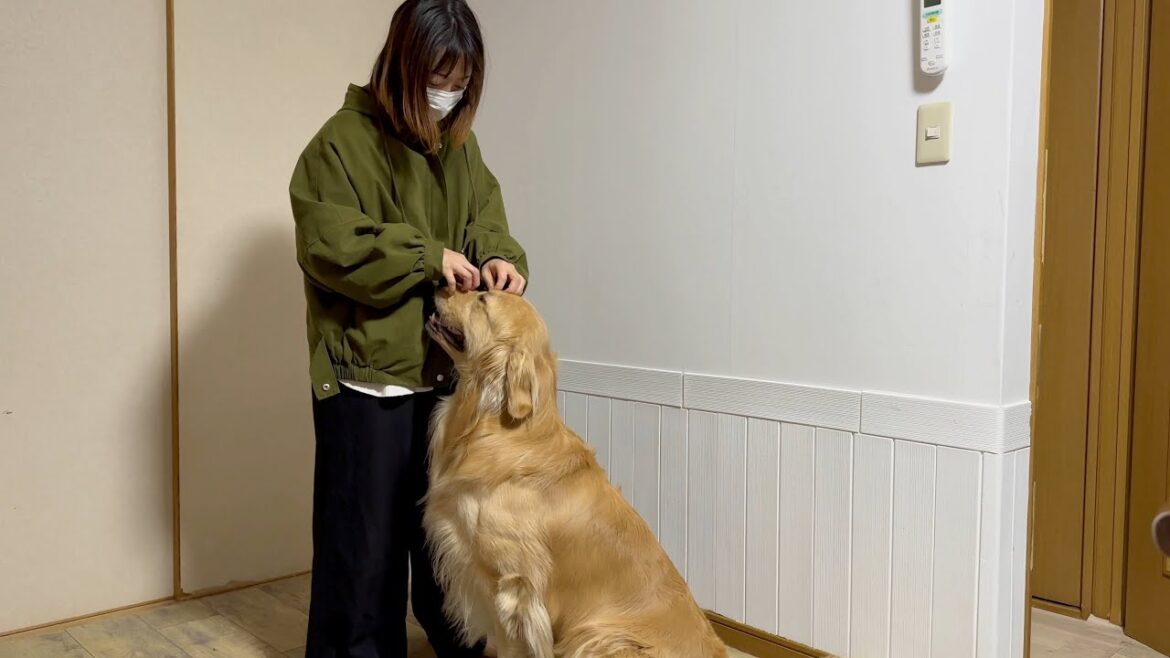 飼い主が早く帰ってきた喜びで、天にも登りそうな喜び方をする愛犬