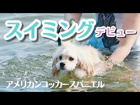 アメリカンコッカースパニエル 子犬 * はじめての水遊び♪ スイミングより甘えたいワンコ アメリカンコッカースパニエル 子犬 * はじめての水遊び♪ スイミングより甘えたいワンコ