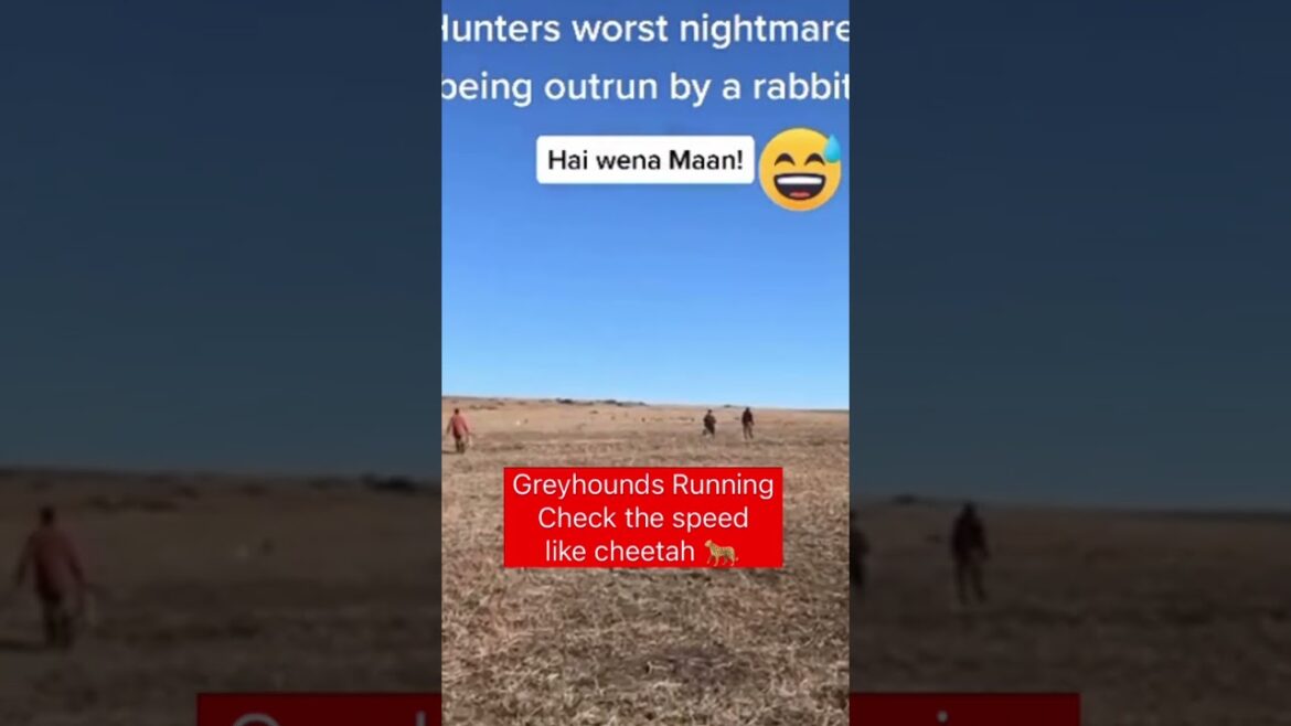 Greyhounds 🐕 chasing Rabbit 🐇 Galgos y liebres | الكلاب السلوقي تطارد الارنب |  ग्रेहाउंड और खरगोश