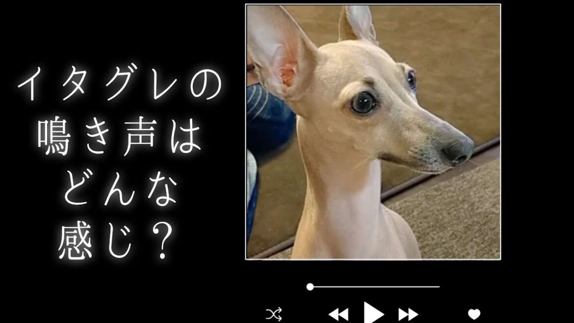 【イタグレ特徴】イタグレの鳴き声、どんな感じ？どんな時に吠える？