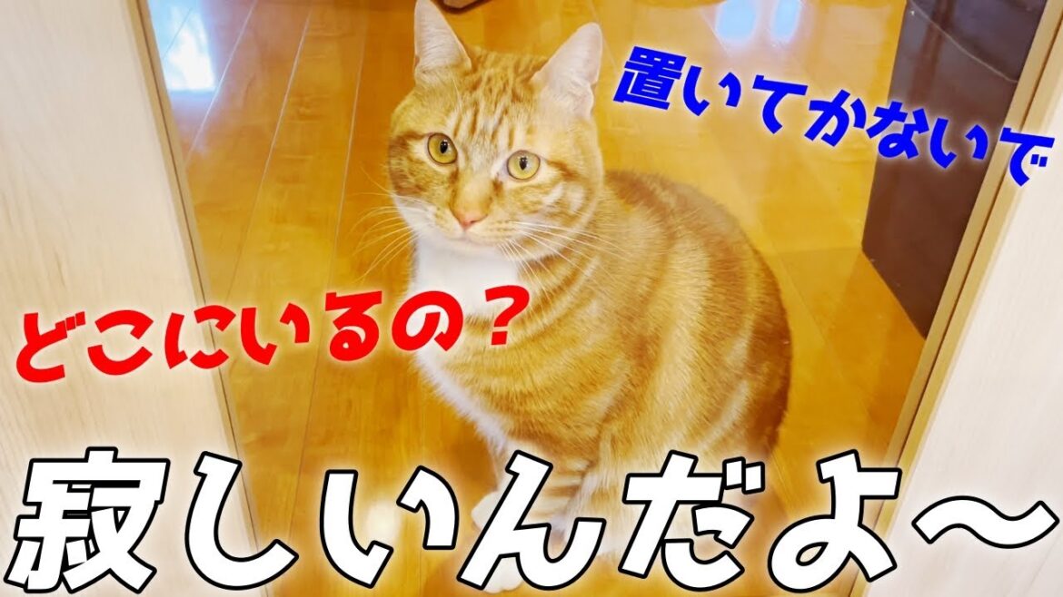 次男猫と離れてしまった末っ子猫が切ない声で泣き叫んでいました[包帯猫のいきる君]