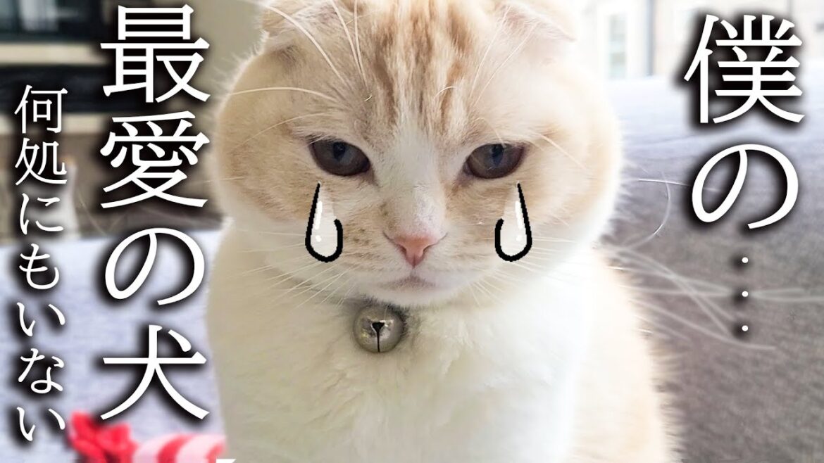 犬を預けたらニャーニャー泣いて家中探し回る子猫がこちら...