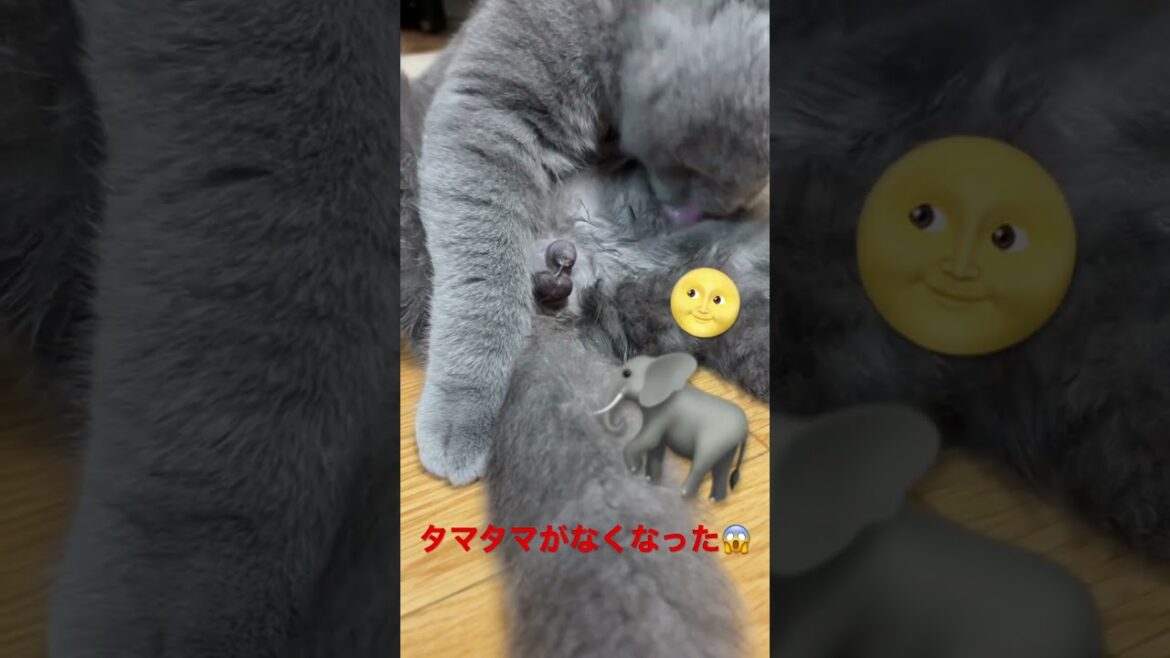 オタマを取りました。#shorts #ねこ #ブリティッシュショートヘア #猫#去勢