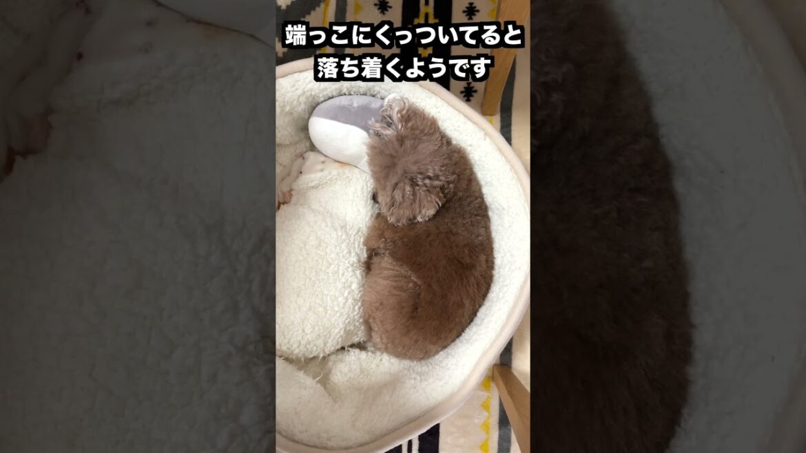 推しのお尻(ぬいぐるみ)を枕にお昼寝する兄犬 #shorts