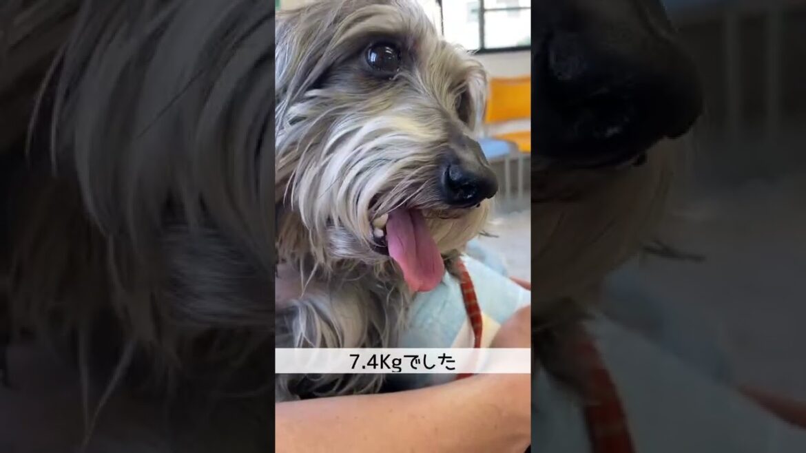 ダイエット犬【ミニチュアダックスワイヤー】何キロ減った？