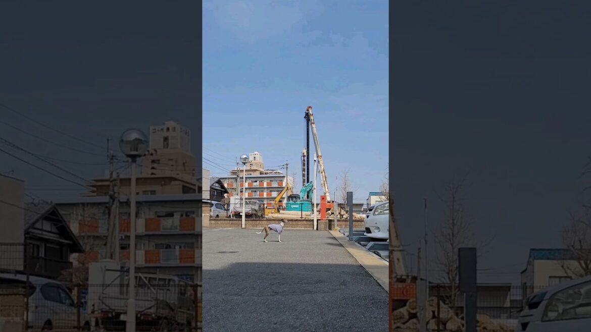 お出かけ嬉しいカイトちゃん。張りきるウィペットイッヌ。 Whippet Dog KAITO Pleasure Treasure FUKUOKA JAPAN