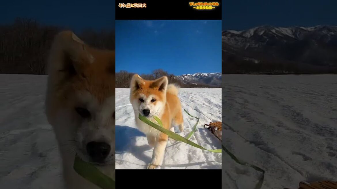 犬ぞりの練習をする秋田犬【秋田犬Vlog】#shorts